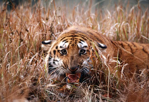 Bengal Indian TIGER - close-up, snarling, in reeds. Camouflaged, facing camera (Panthera tigris). India.  Copyright: MasahiroxIijima 10853871