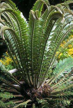 IMAGO Nature: Unsere Erde, Pflanzen, Seltene Pflanzen NGOYE FOREST - WoodÕs cycad (Encephalartos woodii). This species is down to 30 specimens in South Africa, and no females left - there are plans to reproduce it hormonally..  Copyright: PeterxSteyn 10855032
