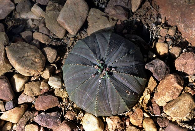 IMAGO Nature: Unsere Erde, Pflanzen, Seltene Pflanzen Euphorbia obesa . South Africa.  Copyright: PeterxSteyn 10855138