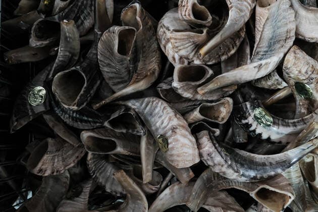 September 26, 2019, Givat Zeev, Israel: Stacks of shofars are offered for sale at the Jerusalem Shofars workshop. The shofar is an ancient musical horn made of a ram s horn and used for Jewish religious purposes. The workshop now works at full capacity to meet peaking demand ahead of Rosh Hashanah, the Jewish New Year, and Yom Kippur. Givat Zeev Israel - ZUMAa126 20190926_zap_a126_013 Copyright: xNirxAlonx