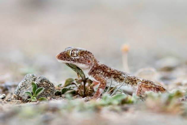 Oestlicher Sand-Gecko, Oestlicher Sandgecko (Stenodactylus leptocosymbotes), Seitenansicht, Oman Southern short-fingered Gecko, Eastern sand gecko (Stenodactylus leptocosymbotes), lateral view, Oman BLWS547017 Copyright: xblickwinkel AGAMI R.xMartinx