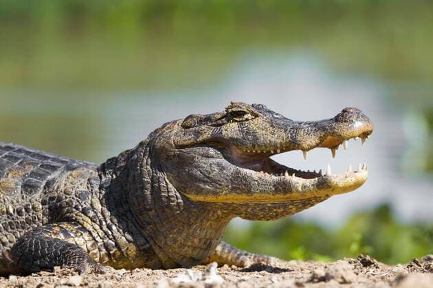 Southern spectacled caiman Caiman yacare , with open mouth resting on shore, Pantanal, Mato Grosso, Brazil, South America Copyright: imageBROKER/ChristinaxKrutz ibloiy05038983.jpg