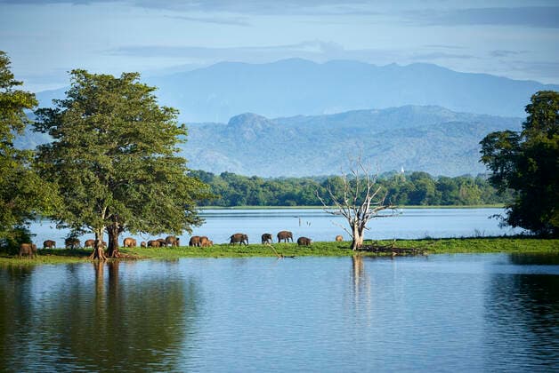 View to penisula at Udawalawe Reservoir with young elephants, Udawalawa National Park, Sri Lanka  CVF01332