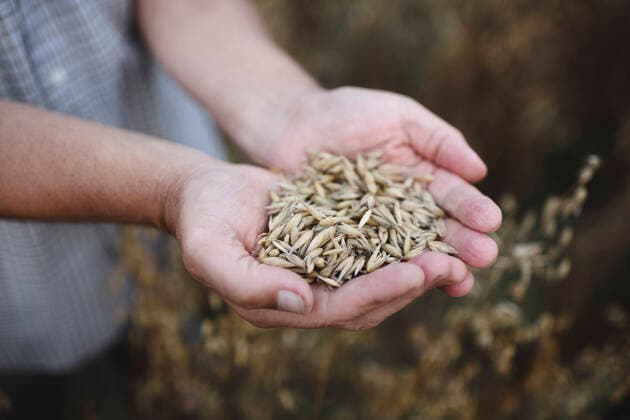 IMAGO Nature: Unsere Erde, Klimawandel, Ernährung, Pflanzen der Zukunft, Hafer Senior hands holding oat, close-up model released Symbolfoto  EYAF00432