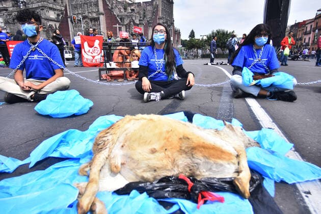 World Animal Day- hunger strike protest MEXICO CITY, MEXICO - OCTOBER 4: Activists protest holding animals dead against animal abuse, a global movement for animal rescue and demanding Rose s law, an initiative that began with the rescue of the Rose hen on September 29, 2018 in a Amazon-owned farm so which activists in different parts of the world call for the initiative of a law in favor of animal rights as part of world animal day at National Palace on October 4, 2019 in Mexico City, Mexico  Copyright: xCarlosxTischlerx EYE_7735