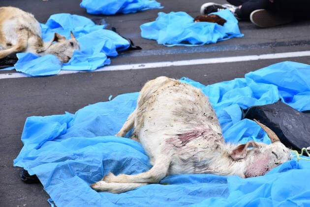 World Animal Day- hunger strike protest MEXICO CITY, MEXICO - OCTOBER 4: Activists protest holding animals dead against animal abuse, a global movement for animal rescue and demanding Rose s law, an initiative that began with the rescue of the Rose hen on September 29, 2018 in a Amazon-owned farm so which activists in different parts of the world call for the initiative of a law in favor of animal rights as part of world animal day at National Palace on October 4, 2019 in Mexico City, Mexico  Copyright: xCarlosxTischlerx EYE_7716