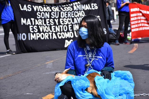 World Animal Day- hunger strike protest MEXICO CITY, MEXICO - OCTOBER 4: Activists protest holding animals dead against animal abuse, a global movement for animal rescue and demanding Rose s law, an initiative that began with the rescue of the Rose hen on September 29, 2018 in a Amazon-owned farm so which activists in different parts of the world call for the initiative of a law in favor of animal rights as part of world animal day at National Palace on October 4, 2019 in Mexico City, Mexico  Copyright: xCarlosxTischlerx EYE_7984