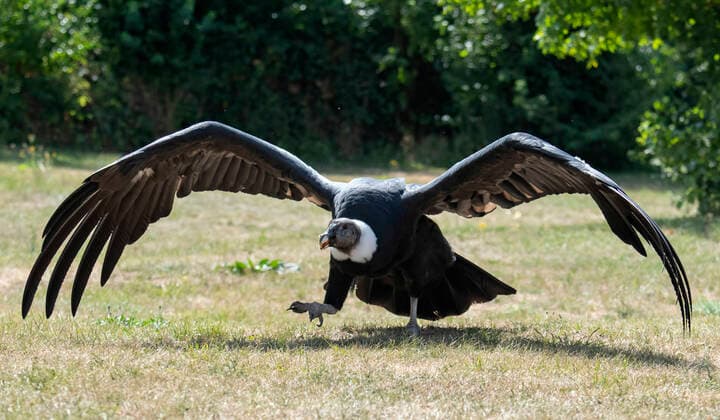 IMAGO Nature: Unsere Erde: Tierwelt: Hässliche Tiere Ein Andenkondor, Vultur gryphus, waehrend einer Vorfuehrung auf dem Adler- und Falkenhof Schuetz am 04.08.2019 auf der Niederburg in Kranichfeld in Thueringen. Der Andenkondor, Vultur gryphus, ist eine Vogelart, die zu den Neuweltgeiern, Cathartidae, zaehlt. Der Andenkondor ist ein Aasfresser. Andean condor, Vultur gryphus, is a South American bird in the New World vulture family Cathartidae and is the only member of the genus Vultur. search: Deutschland Thueringen Natur Umwelt Umweltschutz Oekologie Ecology Raubvogel Kondor Raubvoegel Tier Tiere Voegel Vogel Art artgerecht artgerechte Haltung Hof Adlerhof Adler-Hof Falkenhof Falken-Hof Inhaber Falkner Herbert Schuetz Falknerei Falknereien falconer falconers Vorfuehrung Wildlife Wildtier Wildtiere Feder Federwild Federwildtier Federwildtiere Wirbeltier Wirbeltiere fliegen fliegend flie