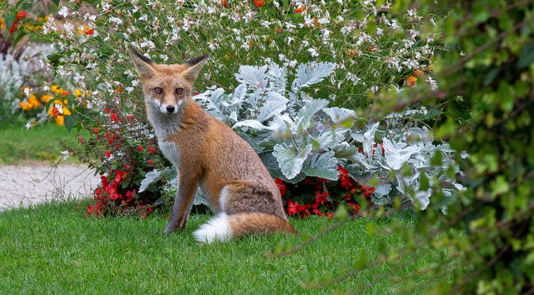 Fox in the city Rotfuchs is sitting in a park in Berlin at 16 09 19 Berlin Berlin Germany