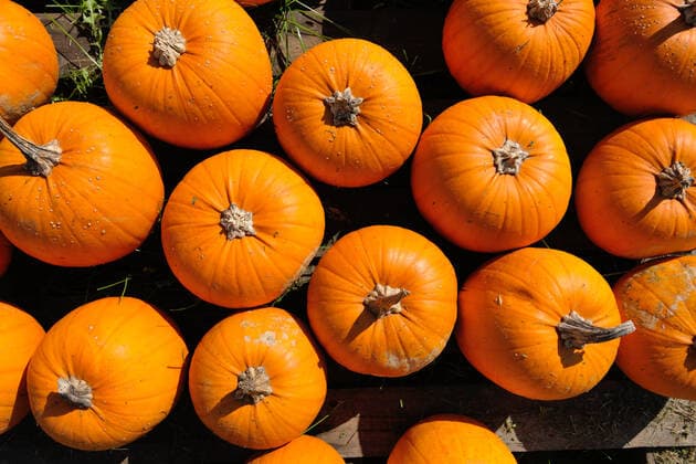 pumpkin healthy organic food background at autumn season on market ready for helloween holiday ING_32193_64471