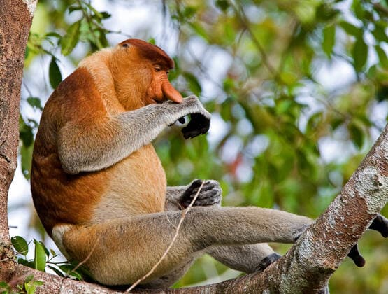 IMAGO Nature: Unsere Erde: Tierwelt: Hässliche Tiere Nasenaffe, Nasen-Affe (Nasalis larvatus), Maennchen sitzt auf einem Baum, Malaysia, Borneo proboscis monkey (Nasalis larvatus), male on a tree, Malaysia, Borneo BLWS548319 Copyright: xblickwinkel AGAMI R.xdexHaasx