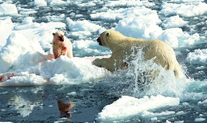 IMAGO Nature: Unsere Erde, Klimawandel, Arktische und Antarktische Eisschmelze Eisbaer (Ursus maritimus), Baerin springt zu ihrem Jungen, Norwegen, Spitzbergen polar bear (Ursus maritimus), adult jumping towards young, Norway, Svalbard BLWS548294 Copyright: xblickwinkel AGAMI R.xdexHaasx