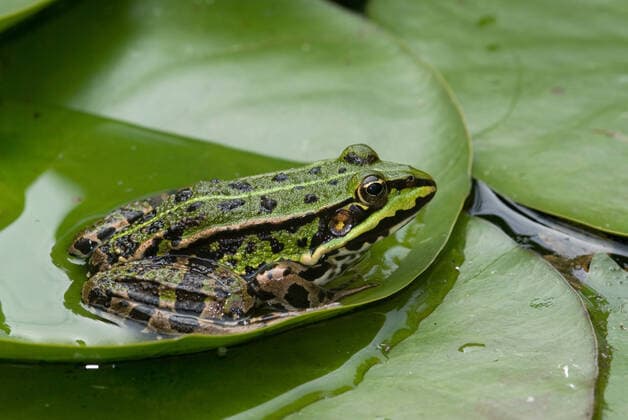 Kleiner Teichfrosch, Kleiner Gruenfrosch, Kleiner Wasserfrosch, Tuempelfrosch (Rana lessonae, Pelophylax lessonae), sitzt auf einem Blatt im Wasser, Niederlande Pool frog, Little waterfrog (Rana lessonae, Pelophylax lessonae), sits on a leaf in water, Netherlands BLWS548315 Copyright: xblickwinkel AGAMI R.xdexHaasx