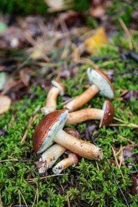Pilze im Wald in Grünau *** Mushrooms in the forest in Grünau