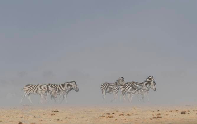  Burchell-Zebras (Equus quagga burchelli), Tiergruppe in einem einem Sandsturm, Nxai Pan Nationalpark, Ngamiland, Botswana, Afrika *** Burchell Zebras Equus quagga burchelli , animal group in a sandstorm, Nxai Pan National Park, Ngamiland, Botswana, Africa Copyright: imageBROKER/MatthiasxGraben ibxdrn05051983.jpg