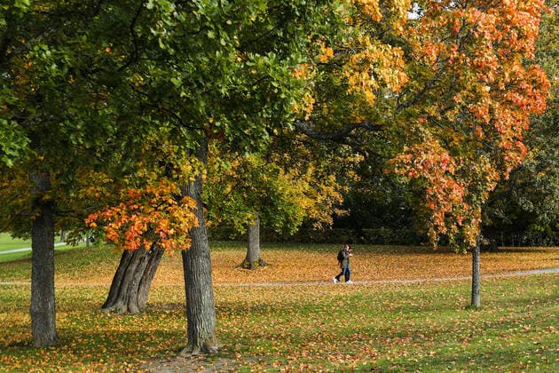 (191012) -- STOCKHOLM, Oct. 12, 2019 -- Tourists walk in the Baroque Garden of Drottningholm Palace in Stockholm County, Sweden, Oct. 11, 2019. ) SWEDEN-STOCKHOLM-AUTUMN ZhengxHuansong 