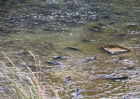 (191012) -- PORT HOPE (CANADA), Oct. 12, 2019 -- Salmons swim upstream during their migration to the spawning grounds on Ganaraska River at Port Hope in Southern Ontario, Canada, on Oct. 12, 2019. (Photo by Xinhua) CANADA-ONTARIO-PORT HOPE-SALMON MIGRATION ZouxZheng 