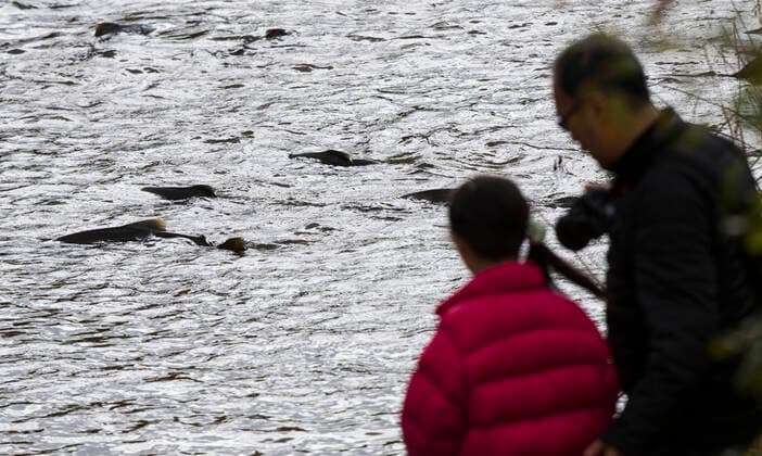 (191012) -- PORT HOPE (CANADA), Oct. 12, 2019 -- People watch salmons swimming upstream during their migration to the spawning grounds on Ganaraska River at Port Hope in Southern Ontario, Canada, on Oct. 12, 2019. (Photo by Xinhua) CANADA-ONTARIO-PORT HOPE-SALMON MIGRATION ZouxZheng 