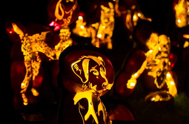 (191013) -- MORRISBURG, Oct. 13, 2019 -- Handcraft pumpkin carvings are seen during the 2019 Pumpkinferno at Upper Canada Village in Morrisburg, Ontario, Canada, Oct. 12, 2019. (Photo by Zou Zheng Xinhua) CANADA-ONTARIO-MORRISBURG-PUMPKINFERNO ZouxZhuo 