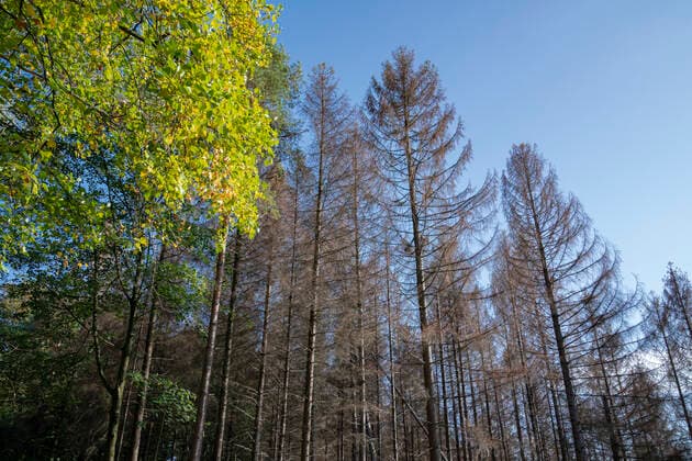The Königsforst between Cologne, Bergisch Gladbach and Rösrath is in the area of the Staatsforst nature reserve and threatened by storms, drought and mass reproduction of the bark beetle of the forest death Bergisch Gladbach Königsforst Nordrhein Westfalen Germany