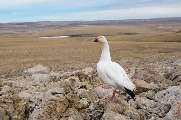 Snow goose (Chen caerulescens) in barren tundra landscape, Nunavut, Canada. June.  1523524 GerritxVyn