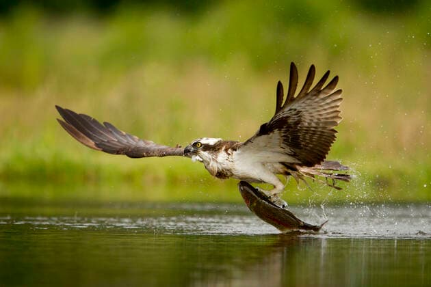 Osprey (Pandion haliaetus) catching trout, Rothiemurchus, Scotland, July.  1525452 BenxHall