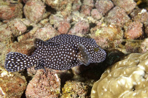 Guineafowl puffer (Arothron meleagris) Cocos Island National Park, Costa Rica, East Pacific Ocean  1525970 FrancoxBanfi