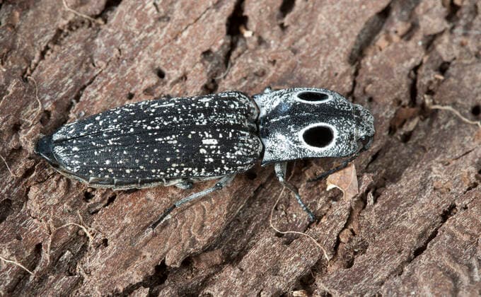 Eyed click beetle (Alaus oculatus) adult on rotten log, Pennsylvania, USA, August.  1526341 DougxWechsler