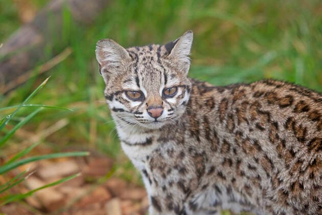 Male Oncilla Little spotted cat (Leopardus tigrinus) portrait, captive, occurs in South America, Vulnerable species.  1527404 RodxWilliams