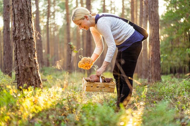 Pilze sammeln Eine junge Frau sammelt in einem Wald bei Radeburg in der Königsbrücker Heide Pilze. Im Korb hat sie ausser Maronen eine Krause Glucke. *** Collecting mushrooms A young woman collects mushrooms in a forest near Radeburg in the Königsbrücker Heide In her basket, apart from chestnuts, she has a ruffle hen