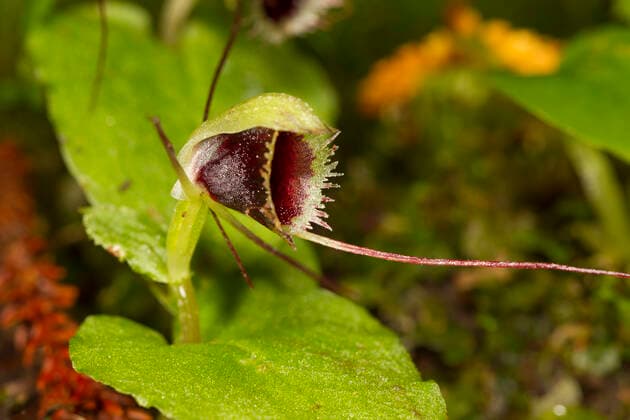 IMAGO Nature: Unsere Erde: Pflanzenwelt: Hässliche Pflanzen New Zealand spider orchid (Corybas oblongus) flower, Ulva Island, Stewart Island, New Zealand, November.  1527593 BrentxStephenson