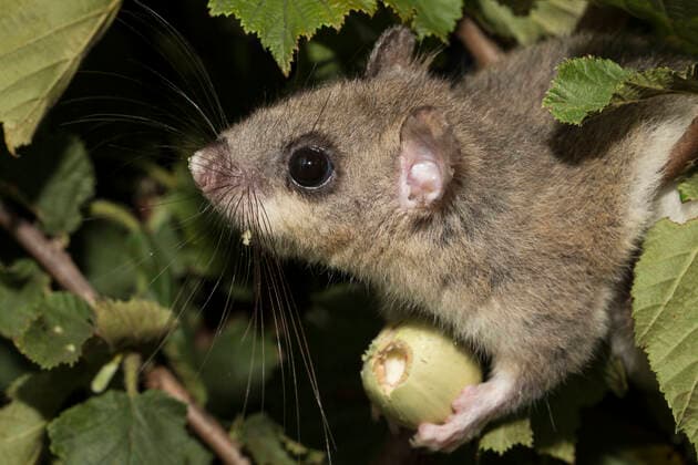Fat Edible dormouse (Glis glis) feeding on Hazel nut in a Hazel bush, Captive, occurs in Europe, August.  1527879 KerstinxHinze