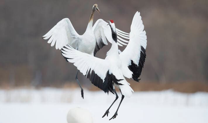 Unsere Erde: Natur, Tiere, Artenschutz, Seltene Tierarten Japanese cranes (Grus japonensis) in courtship dance, Hokkaido Japan, March.  1529745 WimxvanxdenxHeever