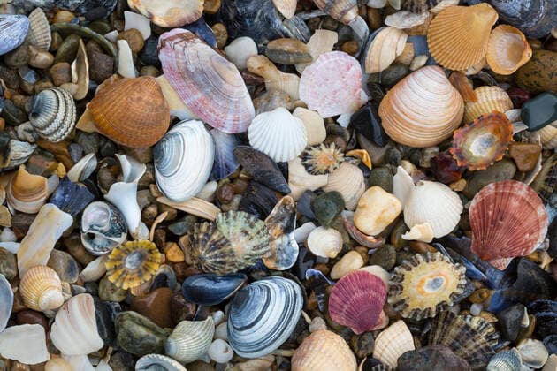 Natural accumulation of mollusc shells, mainly bivalves, washed up on the strandline, Anglesey, Wales, UK. December.  1530779 AlexxHyde
