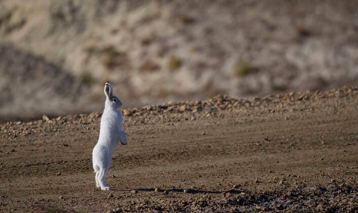 Arctic hare (Lepus arcticus) standing on hind legs, Ellesmere Island, Canada, August.  1533540 PalxHermansen
