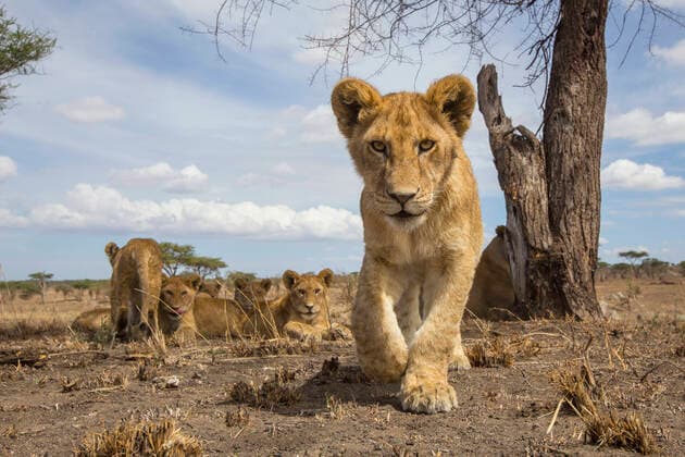 Lion (Panthera leo) young cub stood looking out intently while small group of young sit on the ground behind. Taken with a remote camera. Serengeti National Park, Tanzania. December  1534045 WillxBurrard-Lucas