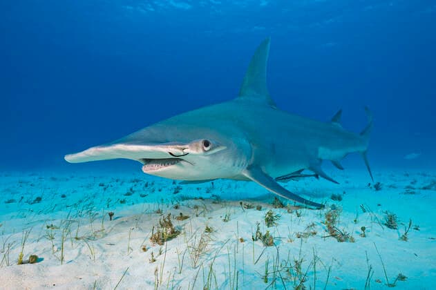 Great hammerhead shark (Sphyrna mokarran) female in shallow water. This individual has a rusted fishing hook through her hammer. South Bimini, Bahamas. The Bahamas National Shark Sanctuary. Gulf Stream, West Atlantic Ocean. All uses in connection with the luxury fashion industry worldwide from 17 March 2023 to 31 May 2025 must be cleared in advance and approved by Nature Picture Library!  1534373 AlexxMustard