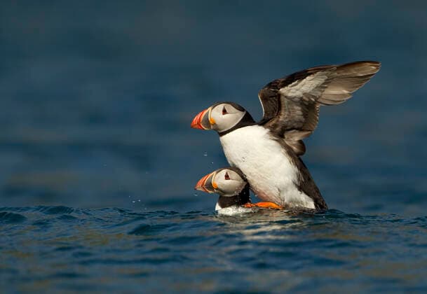 Atlantic Puffins (Fratercula arctica) mating at sea, Skomer Island, Wales, UK, May  1534425 DannyxGreen