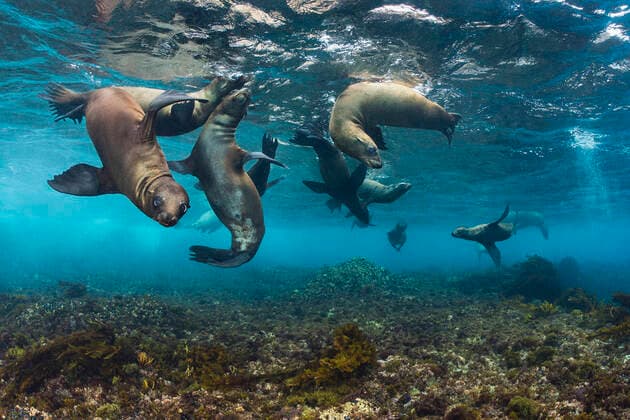 California sea lions (Zalophus californianus) babies playing in the safety of shallow water. Santa Barbara Island, Channel Islands. Los Angeles, California, United States of America. North East Pacific Ocean. All uses in connection with the luxury fashion industry worldwide from 17 March 2023 to 31 May 2025 must be cleared in advance and approved by Nature Picture Library!  1536802 AlexxMustard