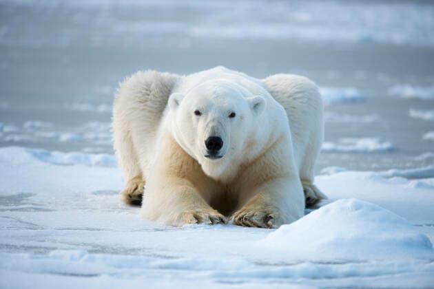 Polar bear (Ursus maritimus) boar resting on newly formed pack ice, near Kaktovik, Barter Island, North Slope, Alaska, USA, October. Vulnerable species.  1537405 StevenxKazlowski