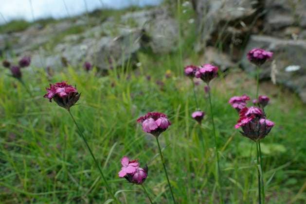 Carthusian Pink Cluster-headed pink (Dianthus carthusianorum) flowering among limestone rocks on Mount Maglic, Sutjeska National Park, Bosnia and Herzegovina, July.  1538255 NickxUpton