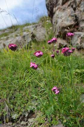 Carthusian Pink Cluster-headed pink (Dianthus carthusianorum) flowering among limestone rocks on Mount Maglic, Sutjeska National Park, Bosnia and Herzegovina, July.  1538259 NickxUpton