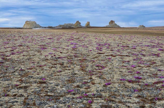 Polar Bear Pass and tundra landscape, Bathurst Island, Nunavut, Canadian Arctic, June  1538621 GerritxVyn