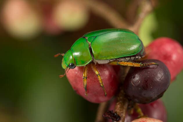 Green flower beetle (Cettoniinae) on forest fruits, Queensland, Australia.  1541460 JurgenxFreund