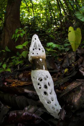IMAGO Nature: Unsere Erde: Pflanzenwelt: Hässliche Pflanzen Strangled stinkhorn fungus (Staheliomyces cinctus) Osa Peninsula, Costa Rica  1543692 AlexxHyde