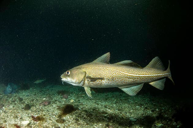 Atlantic cod (Gadus morhua) Little Strytan dive site, Eyjafjordur nearby to Akureyri, northern Iceland, North Atlantic Ocean.  1546696 FrancoxBanfi