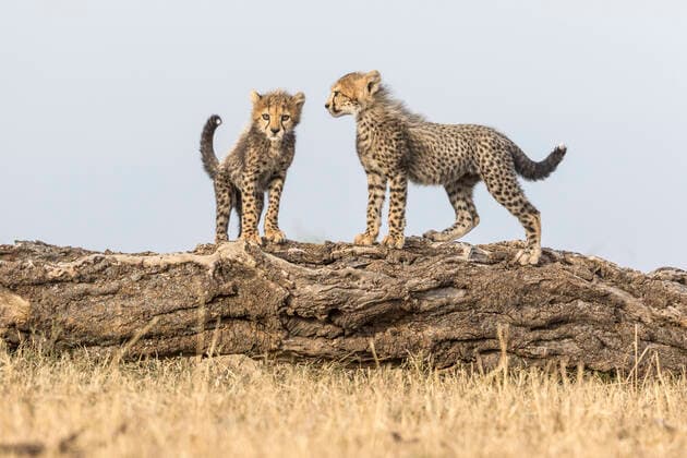Cheetah (Acinonyx jubatus), cubs age 8 weeks playing, Masai Mara Game Reserve, Kenya  1548100 Denis-Huot