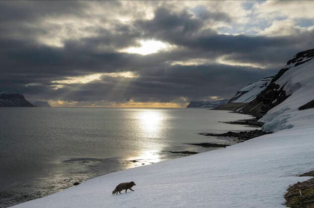 Arctic fox (Alopex lagopus) female with blue colour morph winter coat walking along coast, Hornstrandir Nature Reserve, Iceland, April  1549264 TerryxWhittaker