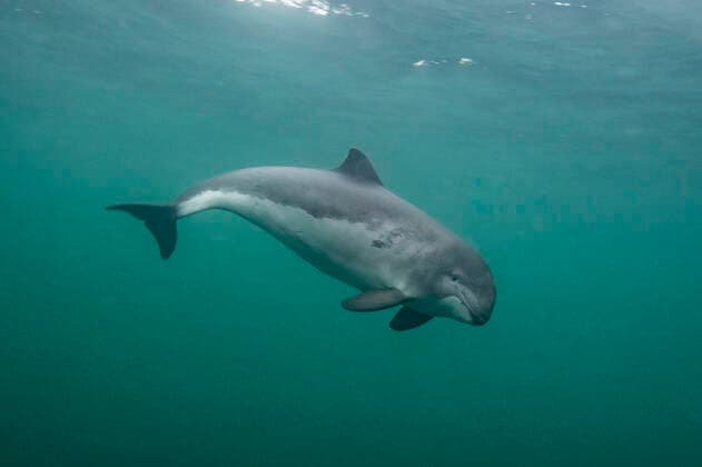 Harbour porpoise (Phocoena phocoena), Shetland, Scotland, UK, October.  1551564 SCOTLAND:xThexBigxPicture