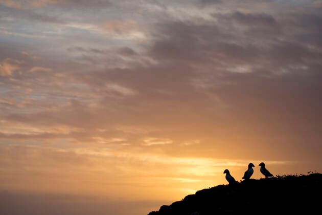 Three Atlantic puffins (Fratercula arctica) silhouetted at sunrise, Fair Isle, Shetland, Scotland, July.  1552551 SCOTLAND:xThexBigxPicture